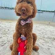 DOG Plush Toys - 100% Sustainable