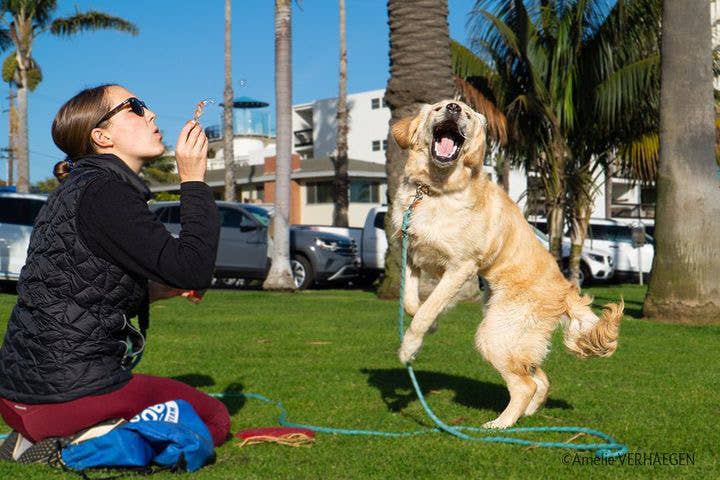 Peanut Butter Swirl Pets BubbleLick Bubbles