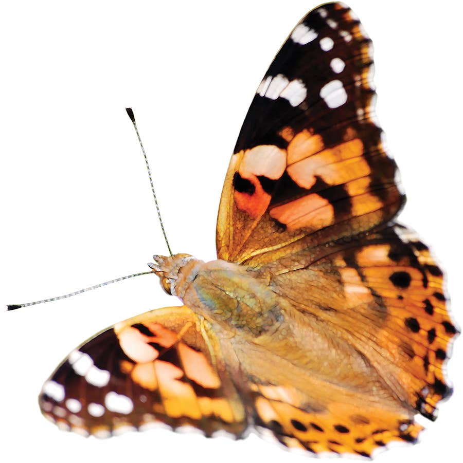 Butterfly Garden
