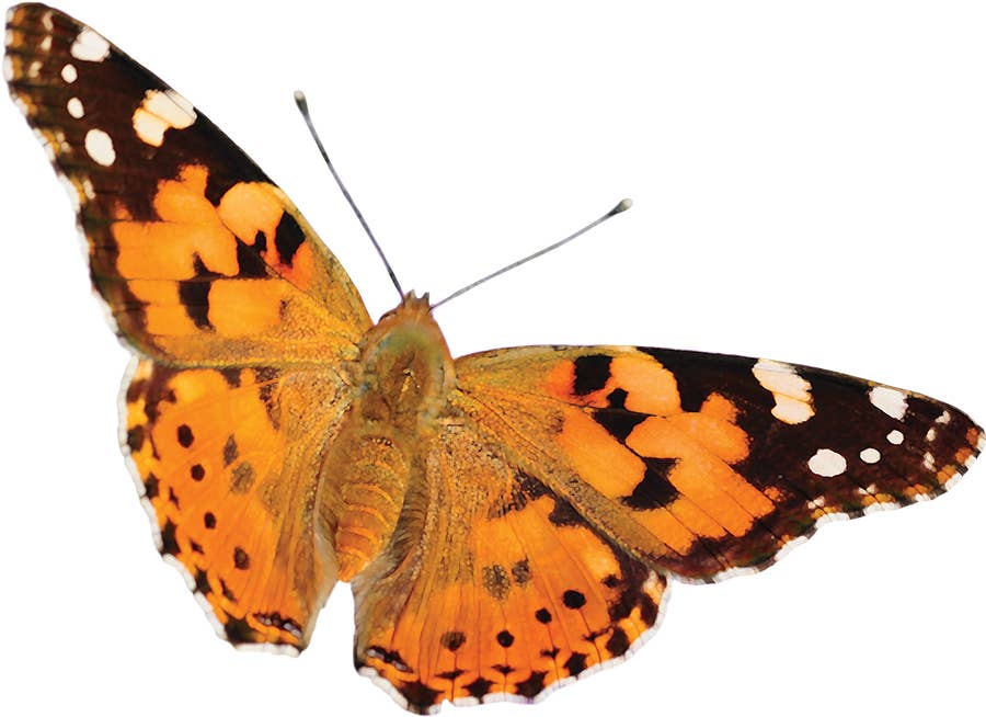 Butterfly Garden