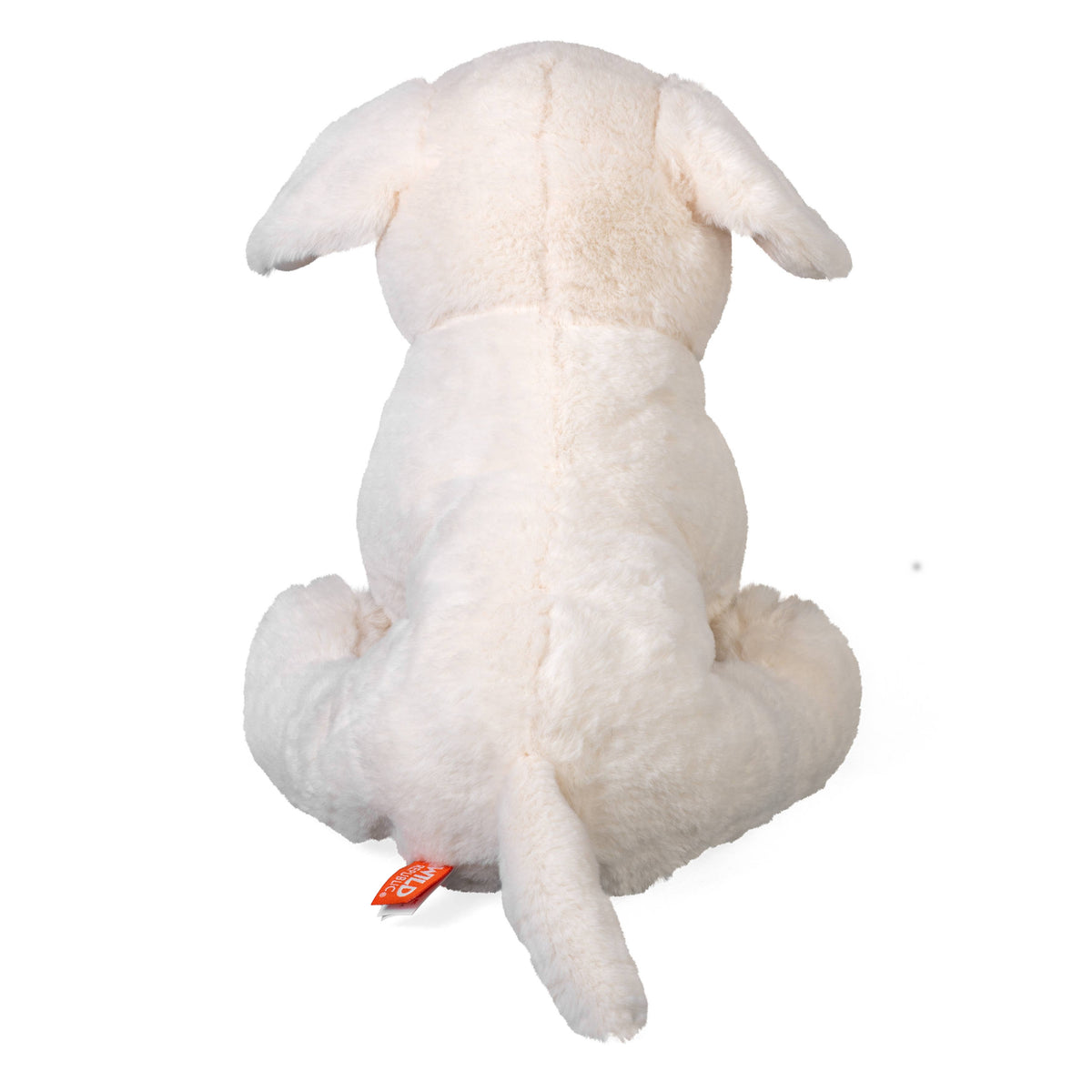 Yellow Labrador