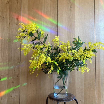 You shine so bright Suncatcher