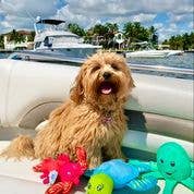 DOG Plush Toys - 100% Sustainable