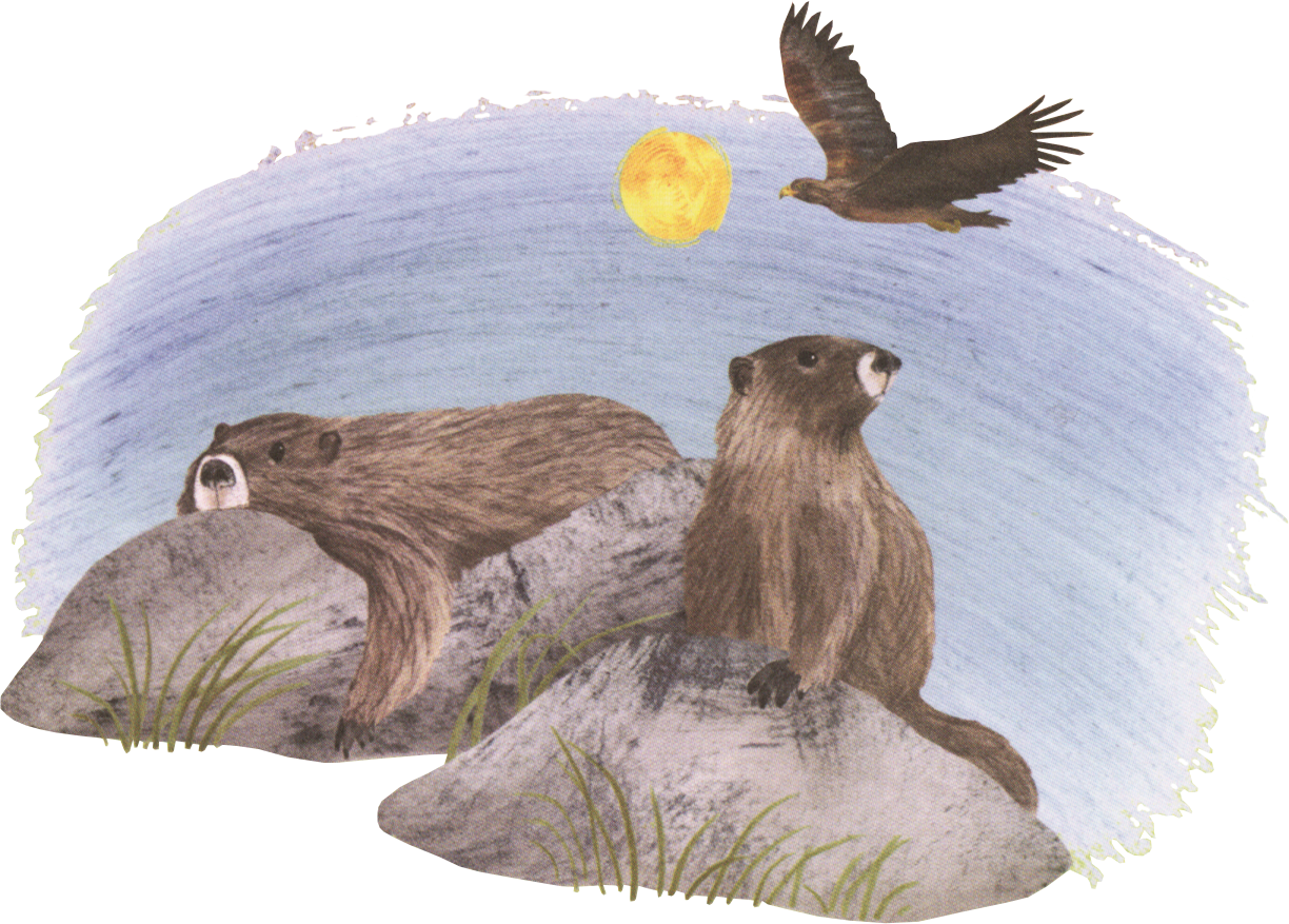 America's Wildlife