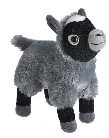 Mini Goat