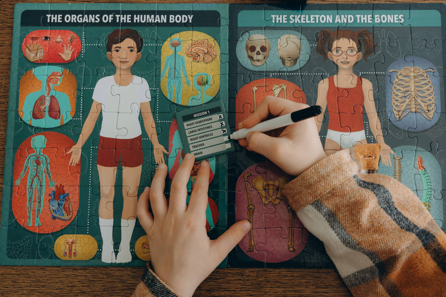 The Human Body under X-Ray