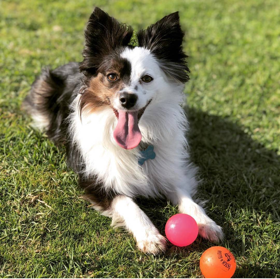 Fetch & Glow Ball