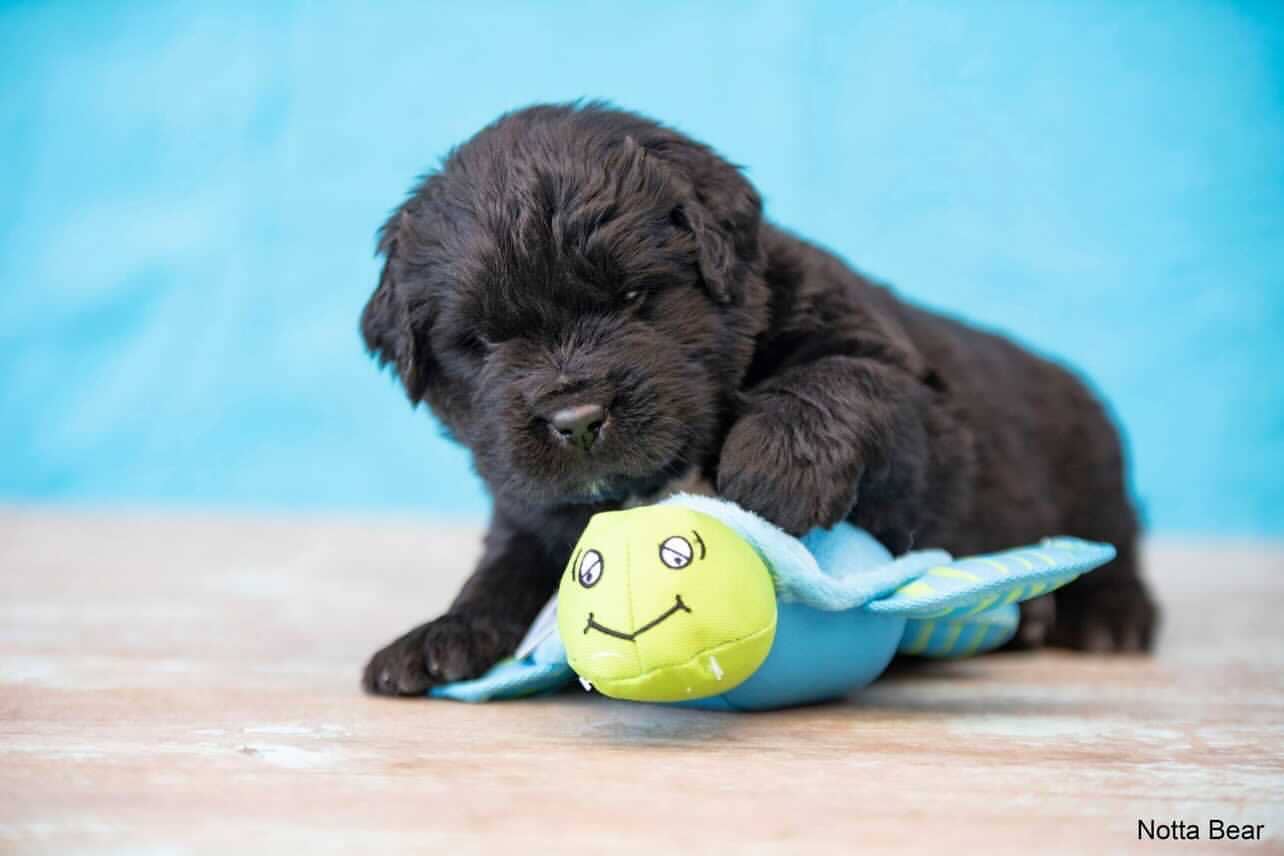 DOG Plush Toys - 100% Sustainable