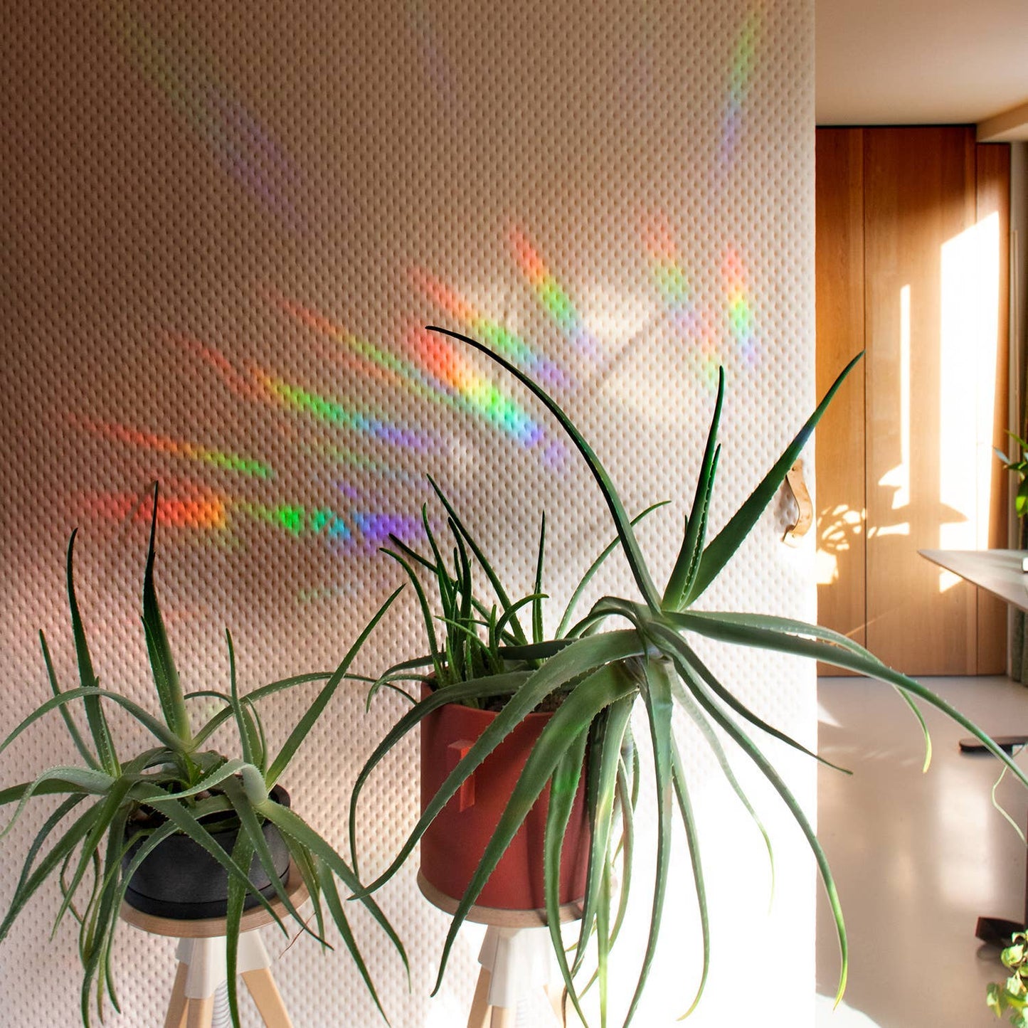 You shine so bright Suncatcher