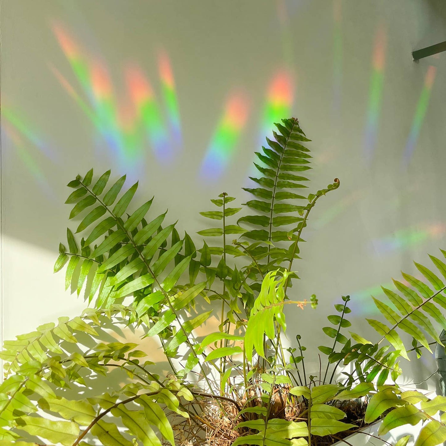 You are loved Suncatcher