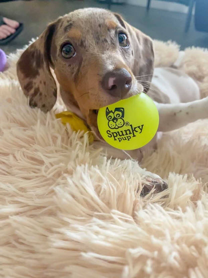 Fetch & Glow Ball