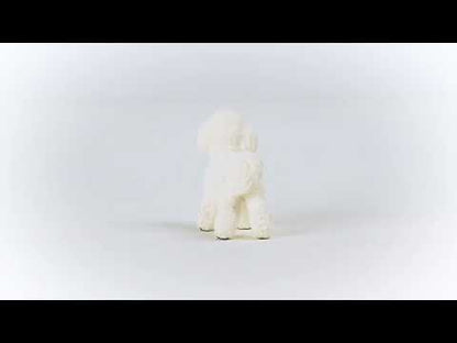 Bichon Frise