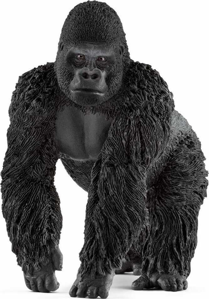 Gorilla, Male