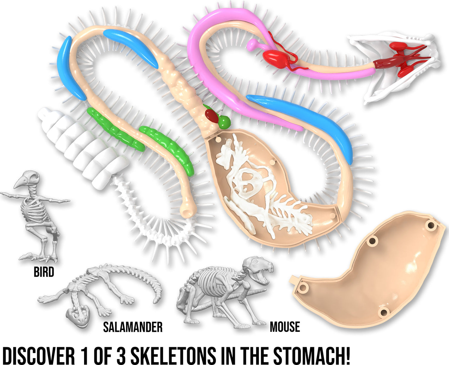 Dissect-It Rattlesnake Super Lab